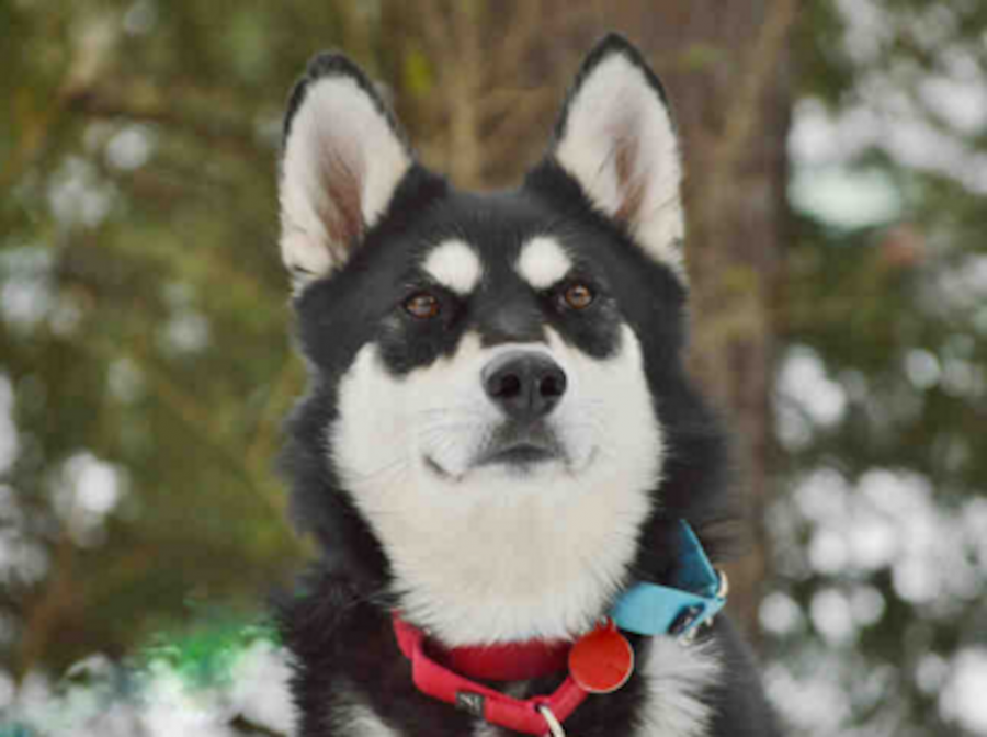 Juliet, a black and tan Siberian Husky, is up for adoption.