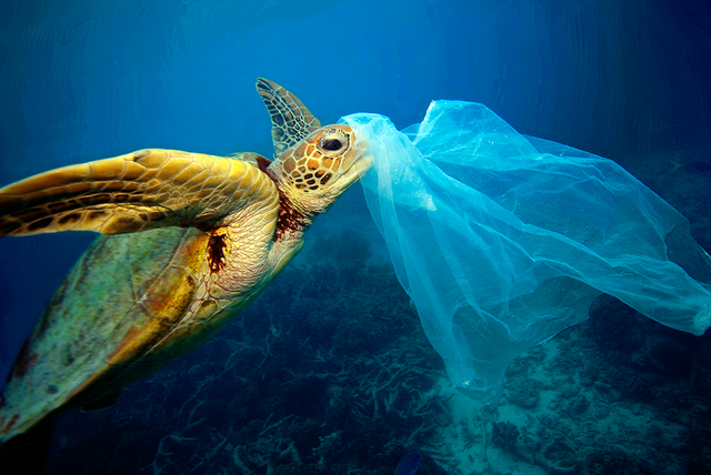 Turtle mistaking plastic bag for food