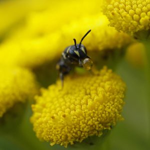A female Hylaeus, yellow-faced bee, pollinating one of Hawaii's native flowers. 