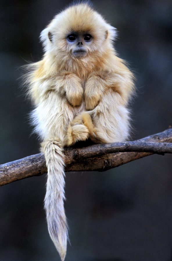 The Yunnan Snub-Nosed monkey is nearing extinction.