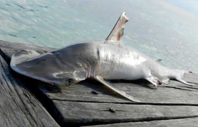 World Wednesday: A new species of shark has been discovered