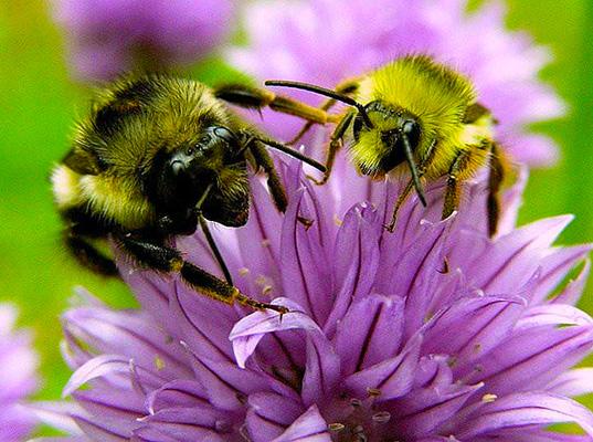 The rusty patched bumblebee typically lives in midwestern or northeastern United States. 