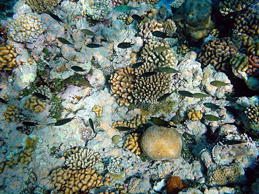 World Wednesday: Coral reefs taking on the bleach