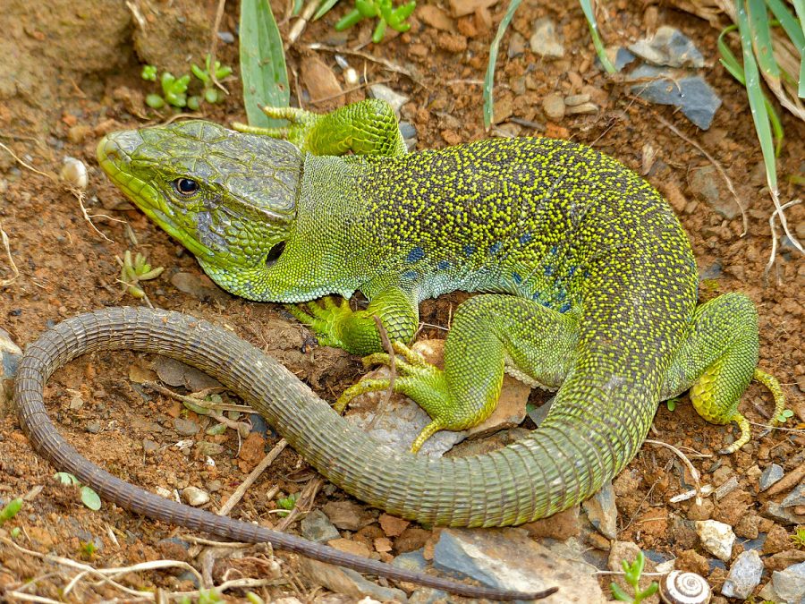 Jewelled Lizard (Timon lepidus) male found under a stone by Jean NICOLAS