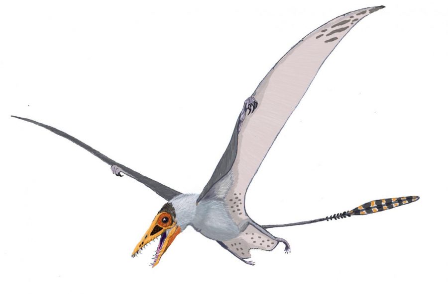 Sordes, as depicted here, evidences the possibility that pterosaurs had a cruropatagium – a membrane connecting the legs that, unlike the chiropteran uropatagium, leaves the tail free.