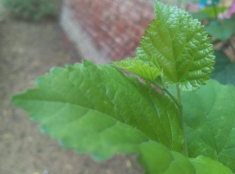 This shows a mulberry plant growing using the process of photosynthesis.