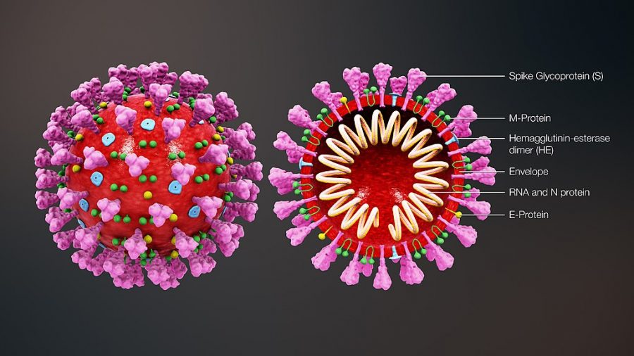 3D medical animation still shot showing the structure of a coronavirus.