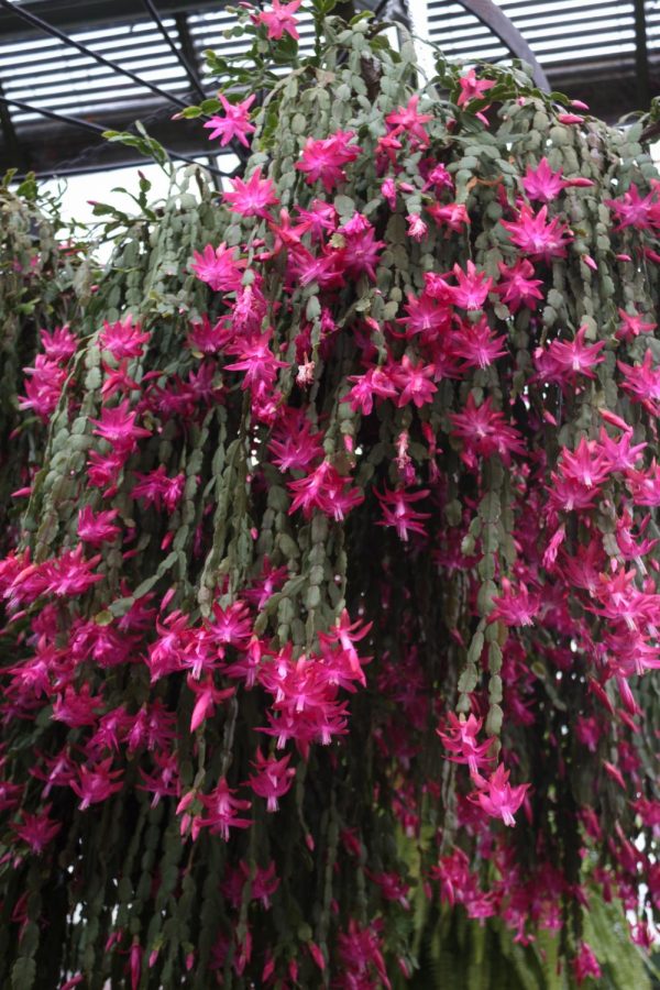 A Christmas cactus proudly shows off its hanging branches beautiful rose-colored flowers.