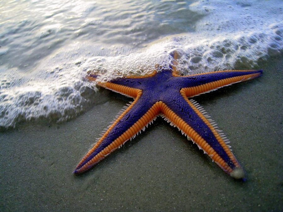 The starfish represents a story about kindness. The message is that one simple, random act of kindness can make a huge difference in someones life.
